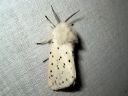 Spilosoma_lubricipedum_male_tiikerisiilikas_koiras_IMG_5744.jpg