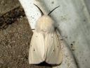 Spilosoma_lubricipedum_male_tiikerisiilikas_koiras_IMG_5840.jpg