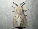 Spilosoma_lubricipedum_male_tiikerisiilikas_koiras_IMG_5841.jpg