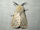 Spilosoma_lubricipedum_male_tiikerisiilikas_koiras_IMG_6628.jpg