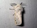 Spilosoma_lubricipedum_male_tiikerisiilikas_koiras_IMG_7257.jpg