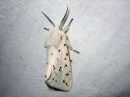 Spilosoma_lubricipedum_male_tiikerisiilikas_koiras_IMG_7596.jpg