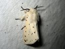 Spilosoma_lubricipedum_male_tiikerisiilikas_koiras_IMG_9201.jpg