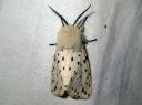 Spilosoma_lubricipedum_male_tiikerisiilikas_koiras_IMG_9606.JPG