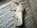 Spilosoma_lubricipedum_male_tiikerisiilikas_koiras_IMG_9977.jpg