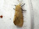 Spilosoma_luteum_female_ilvessiilikas_naaras_IMG_0129.jpg