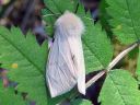 Spilosoma_luteum_female_ilvessiilikas_naaras_IMG_5181.jpg