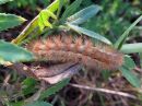 Spilosoma_luteum_larva_ilvessiilikas_toukka_IMG_3201.jpg