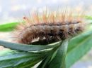 Spilosoma_luteum_larva_ilvessiilikas_toukka_IMG_3336.jpg