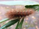 Tiedostonimi=Spilosoma_luteum_larva_ilvessiilikas_toukka_IMG_3337.jpg
Tiedostokoko=64kt
Koko=600x450
Lisätty=16.05.2020 Spilosoma_luteum_larva_ilvessiilikas_toukka_IMG_3337.jpg