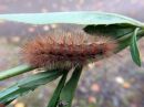 Spilosoma_luteum_larva_ilvessiilikas_toukka_IMG_3338.jpg