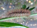 Spilosoma_luteum_larva_ilvessiilikas_toukka_IMG_3339.jpg