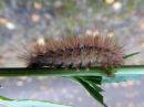 Spilosoma_luteum_larva_ilvessiilikas_toukka_IMG_3341.jpg