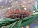 Spilosoma_luteum_larva_ilvessiilikas_toukka_IMG_3342.jpg