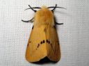 Spilosoma_luteum_male_ilvessiilikas_koiras_IMG_0034.JPG