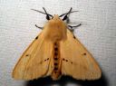 Spilosoma_luteum_male_ilvessiilikas_koiras_IMG_0039.JPG