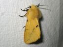 Spilosoma_luteum_male_ilvessiilikas_koiras_IMG_0241.jpg