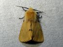 Tiedostonimi=Spilosoma_luteum_male_ilvessiilikas_koiras_IMG_0261.jpg
Tiedostokoko=86kt
Koko=600x450
Lisätty=27.04.2016 Spilosoma_luteum_male_ilvessiilikas_koiras_IMG_0261.jpg