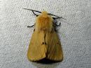 Spilosoma_luteum_male_ilvessiilikas_koiras_IMG_0261.jpg