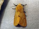 Spilosoma_luteum_male_ilvessiilikas_koiras_IMG_0486.jpg