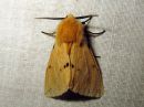 Spilosoma_luteum_male_ilvessiilikas_koiras_IMG_0514.jpg