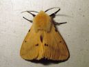 Spilosoma_luteum_male_ilvessiilikas_koiras_IMG_0541.jpg