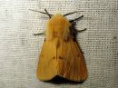 Spilosoma_luteum_male_ilvessiilikas_koiras_IMG_0544.jpg