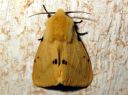 Spilosoma_luteum_male_ilvessiilikas_koiras_IMG_0796.JPG