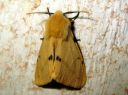 Spilosoma_luteum_male_ilvessiilikas_koiras_IMG_0808.JPG