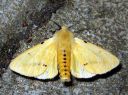 Spilosoma_luteum_male_ilvessiilikas_koiras_IMG_0823.JPG