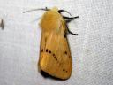 Spilosoma_luteum_male_ilvessiilikas_koiras_IMG_0845.JPG