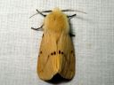 Spilosoma_luteum_male_ilvessiilikas_koiras_IMG_0860.jpg