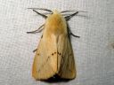 Spilosoma_luteum_male_ilvessiilikas_koiras_IMG_0907.jpg