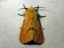 Tiedostonimi=Spilosoma_luteum_male_ilvessiilikas_koiras_IMG_0940.jpg
Tiedostokoko=87kt
Koko=600x450
Lisätty=27.04.2016 Spilosoma_luteum_male_ilvessiilikas_koiras_IMG_0940.jpg