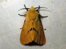 Spilosoma_luteum_male_ilvessiilikas_koiras_IMG_0940.jpg