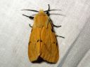 Spilosoma_luteum_male_ilvessiilikas_koiras_IMG_1387.JPG