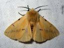 Spilosoma_luteum_male_ilvessiilikas_koiras_IMG_1641.jpg