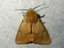 Tiedostonimi=Spilosoma_luteum_male_ilvessiilikas_koiras_IMG_3001.jpg
Tiedostokoko=97kt
Koko=600x450
Lisätty=27.04.2016 Spilosoma_luteum_male_ilvessiilikas_koiras_IMG_3001.jpg
