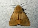 Spilosoma_luteum_male_ilvessiilikas_koiras_IMG_3001.jpg