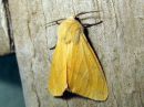 Spilosoma_luteum_male_ilvessiilikas_koiras_IMG_3700.jpg