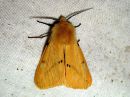 Spilosoma_luteum_male_ilvessiilikas_koiras_IMG_3723.jpg