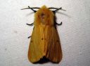 Spilosoma_luteum_male_ilvessiilikas_koiras_IMG_3920.JPG