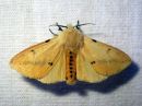 Spilosoma_luteum_male_ilvessiilikas_koiras_IMG_4006.jpg