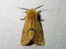 Spilosoma_luteum_male_ilvessiilikas_koiras_IMG_4013.jpg