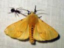 Spilosoma_luteum_male_ilvessiilikas_koiras_IMG_4030.JPG