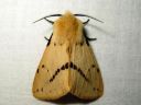 Spilosoma_luteum_male_ilvessiilikas_koiras_IMG_4061.jpg