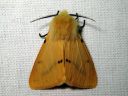 Spilosoma_luteum_male_ilvessiilikas_koiras_IMG_4132.JPG