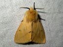 Spilosoma_luteum_male_ilvessiilikas_koiras_IMG_4304.jpg