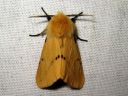 Spilosoma_luteum_male_ilvessiilikas_koiras_IMG_4400.JPG