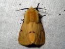 Spilosoma_luteum_male_ilvessiilikas_koiras_IMG_4566.JPG